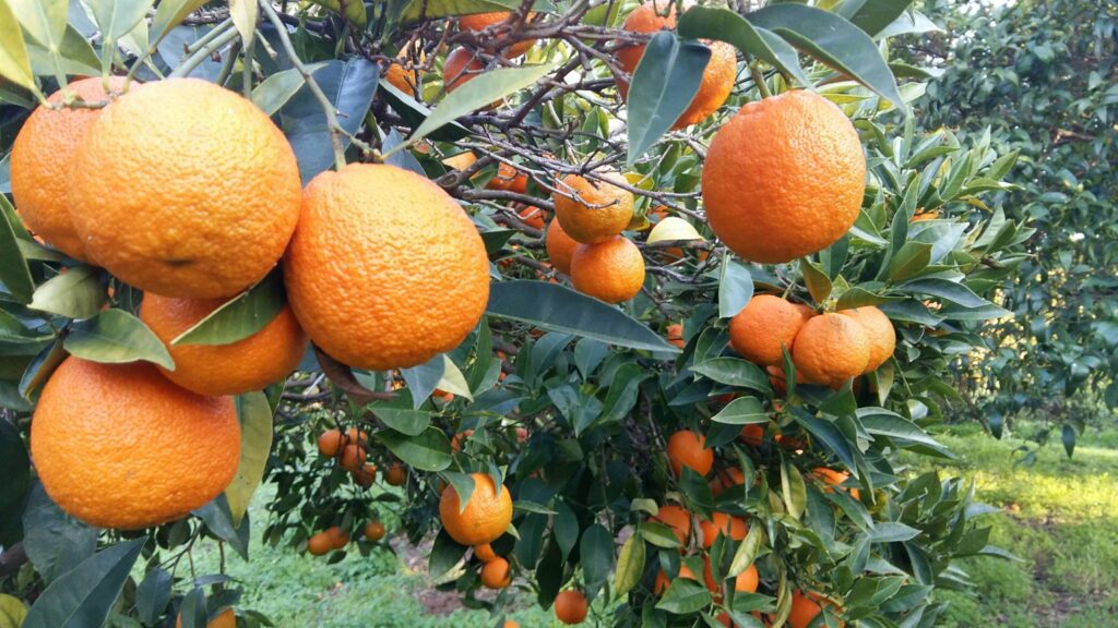 Soleia Nice orange grove