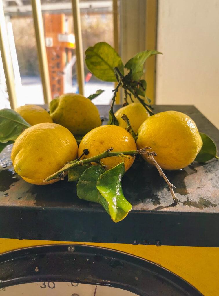 citrons de Menton